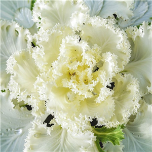 Ornamental Cabbage Frilly White
